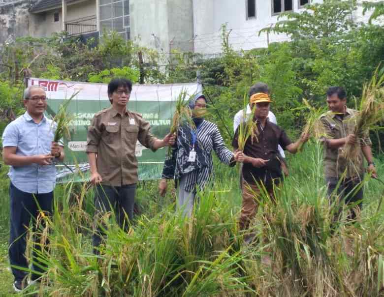 Bisa Panen Padi Sampai 4 Ton, UMY Kembangkan Teknologi Padi Apung